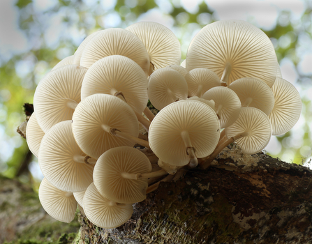 Porcelain fungus on a tree