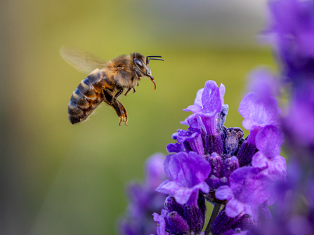 Honey bee approaching lavender