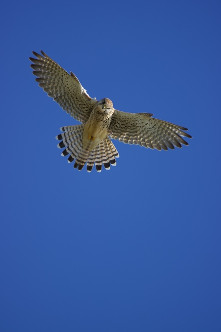 Kestrel hovering in a blue, summer sky