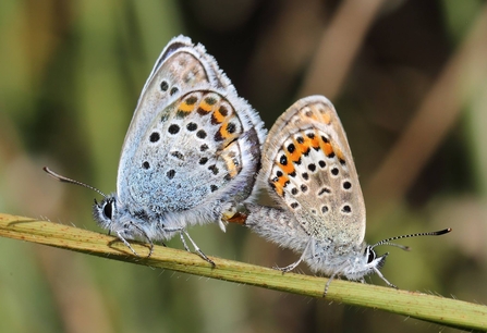 Two silver-studded blue butterflies