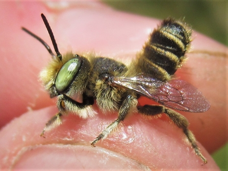 Tiny silvery leaf-cutter bee on humans thumb