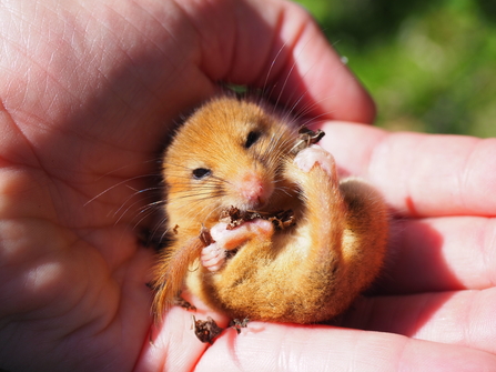 Dormouse. Image by Laura Snell