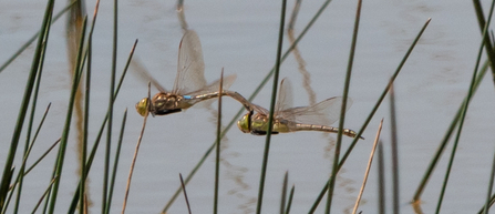 Male and female Vagrant Emperor in tandem