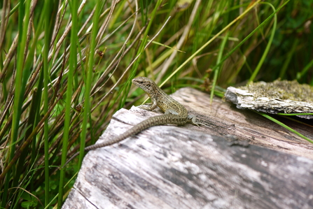 Common lizard on a log at Helman Tor nature reserve