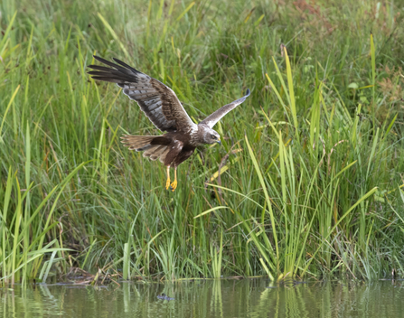 Male marsh harrier swooping over water