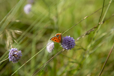 Devil's bit scabious with small copper at Helman Tor. 