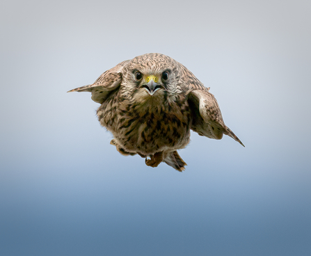 Kestrel in stoop mode, Kenneggy Cove by Andy Maher
