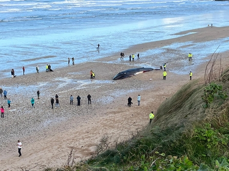 Fin whale stranding on Fistral beach