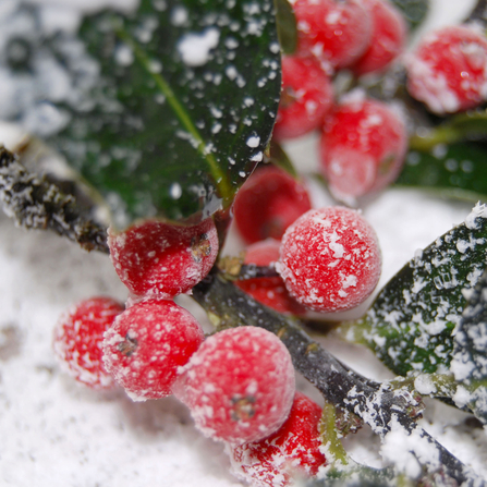 Holly Berries in snow