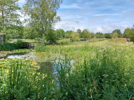 Lethytep pond and gardens 