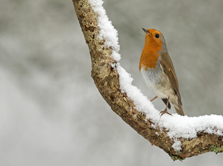 Robin on Snowy Branch by Bill Hall