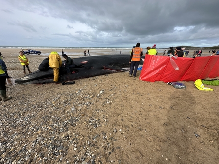 Fin whale stranding at Fistral beach