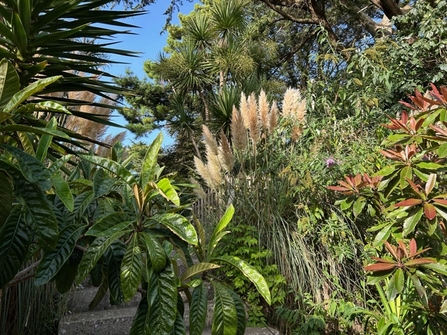 An assortment of plants - including coniferous trees and palm trees - take up the entirety of this photo.