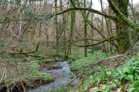 Temperate Rainforest at West Muchlarnick. Image by Atlas Film Co. 