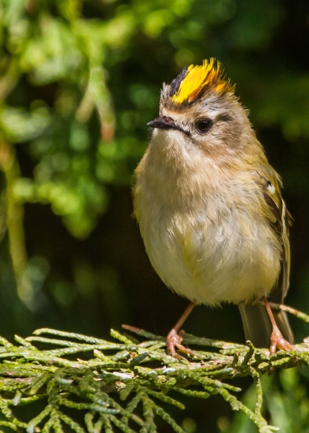 Goldcrest are noticeable by their distinct gold crest atop their otherwise muted brown coat