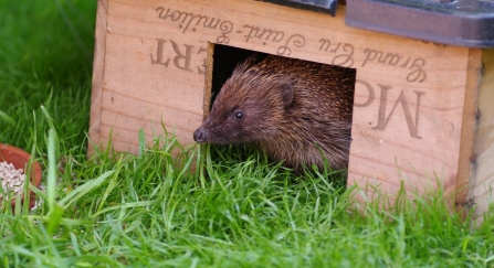 Hedgehog in feeding box