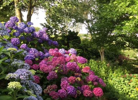 blue, purple and pink hydrangeas flower from one shrub in a beautiful display of colour