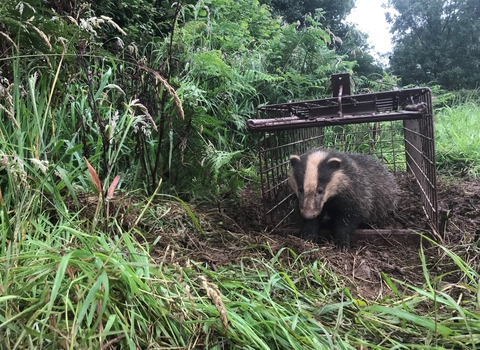 Badger vaccination