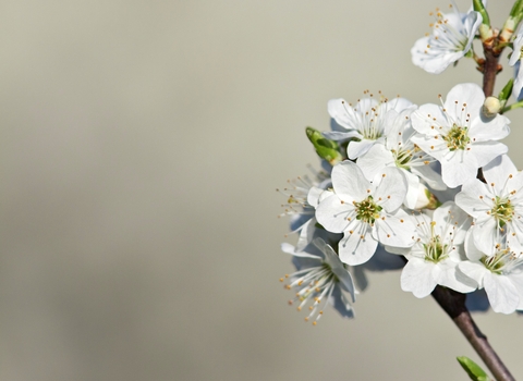 Blackthorn Blossom, Image by Guy Edwardes/2020VISION