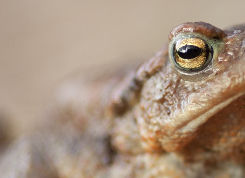 Common Toad, Image by Tom Marshall