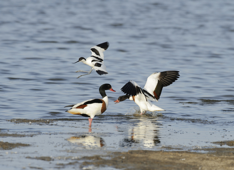 Shelduck and Avocet, Image by Terry Whittaker/2020VISION