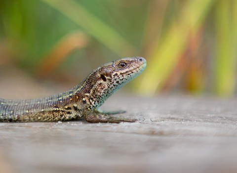 Common Lizard, Image by Jon Hawkins - Surrey Hills Photography