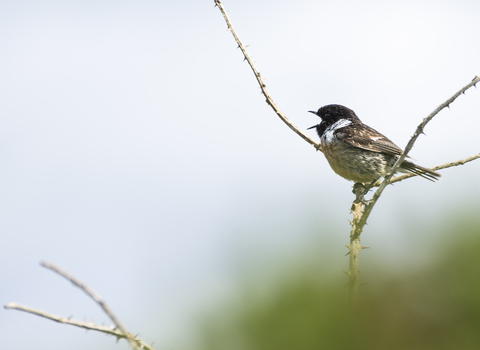 Male stonechat at Cornwall Wildlife Trust's Bartinney nature reserve by Ben Watkins