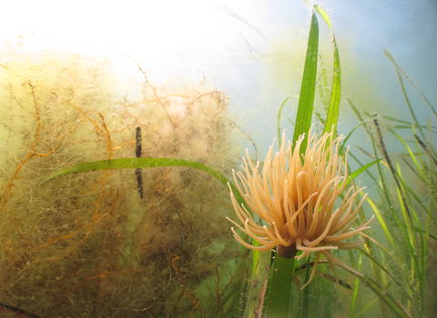 Anemone on seagrass, Image by Paul Naylor