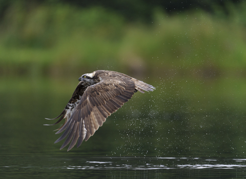 Osprey flying. Image by Andrew Mason