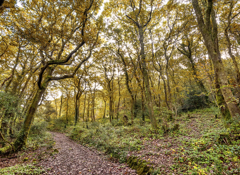 Cornwall Wildlife Trust's Devichoys Woods Nature Reserve in Autumn. Image by Ben Watkins