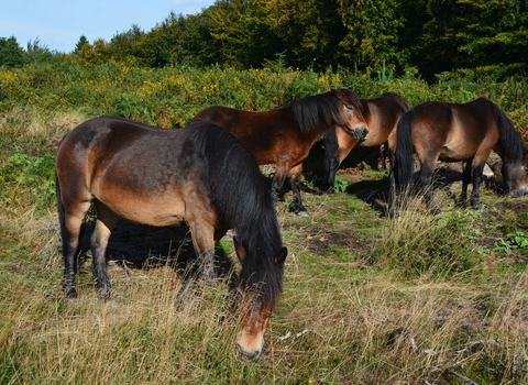 Woorgreens Exmoor Ponies