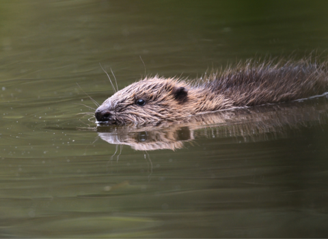 Young beaver swimming