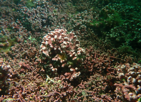 An underwater image of a maerl rhodolith structure