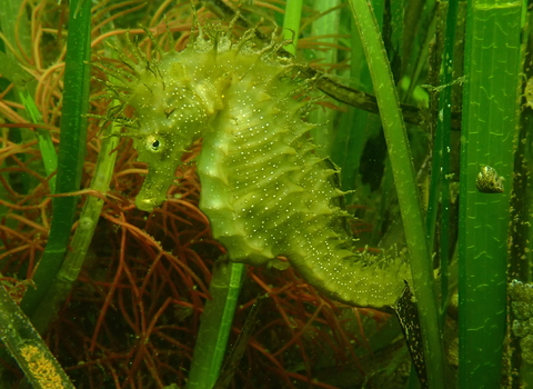 A close-up of a spiny seahorse in seagrass.