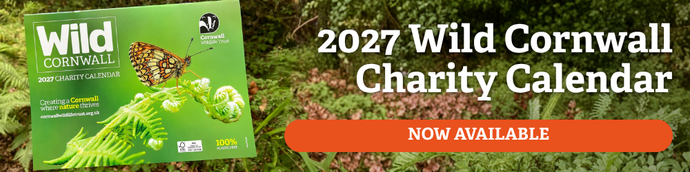 Wild Cornwall Charity Calendar