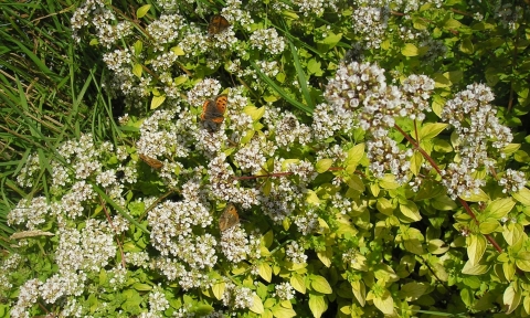 butterflies on marjoram