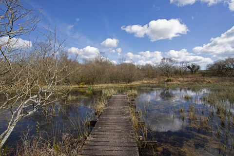 Boardwalk at Breney Common. Image by Adrian Langdon