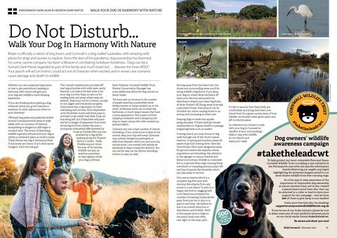 An article from Wild Cornwall about walking your dog in harmony with nature