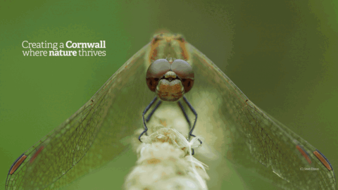 A gif rotating images of a dragonfly, a chough, a weasel and seals