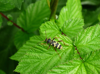 Wasp beetle, a type of longhorn beetle, on a leaf