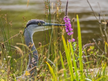 A heron at Lethytep