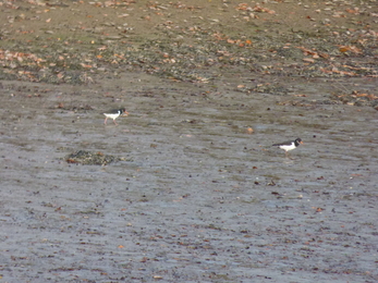 Oystercatchers at low tide.