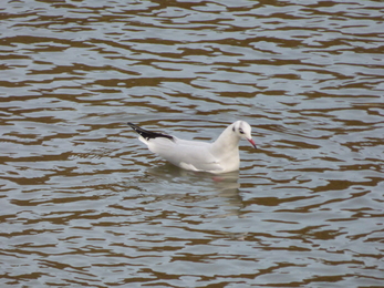 The Black-headed Gull has a much whiter head in winter. This one was seen from Millpool car park.