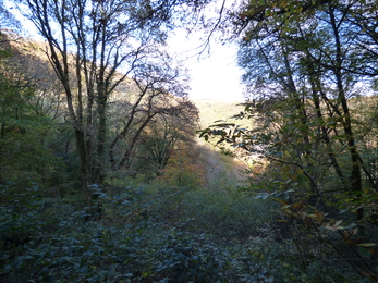 Views are being opened up through the trees, looking down to the estuary below.