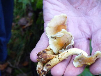 kilminorth looe guided millar rowena fungi