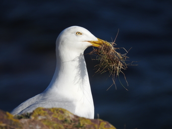 Herring gull with nesting material © Claire Lewis