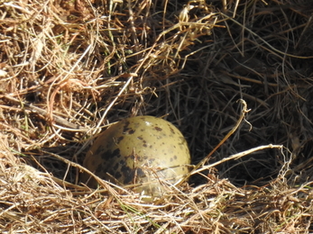 Herring gull egg © Claire Lewis