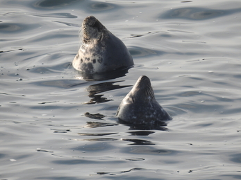 Duchess and another seal bottling - Claire Lewis