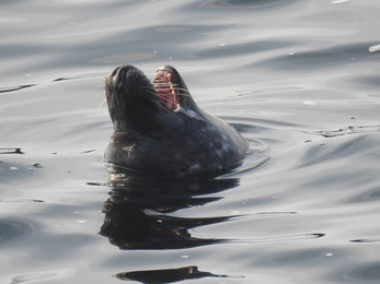 Dribbling seal - Claire Lewis