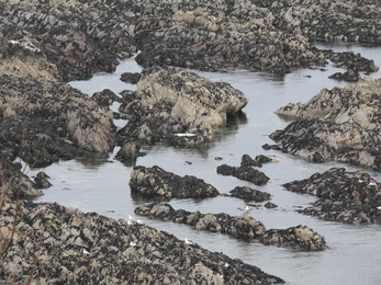 Hauled Out seal at low tide © Claire Lewis